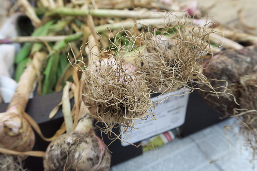 Closeup of garlic roots