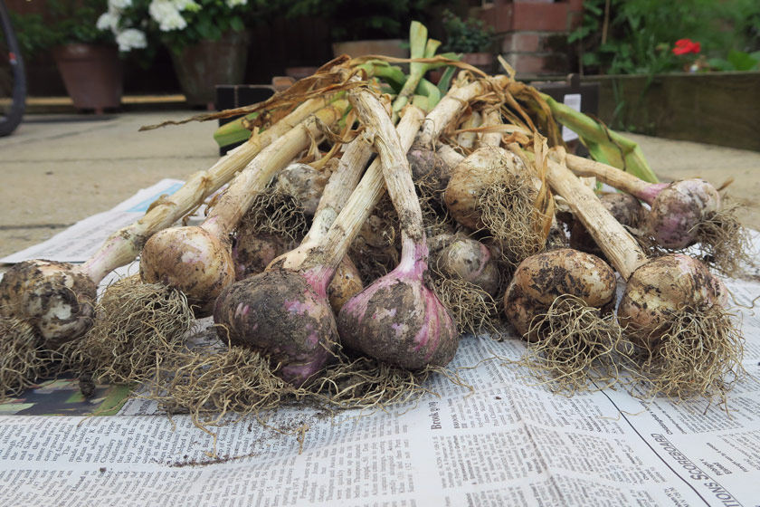 Heap of garlic on newspaper