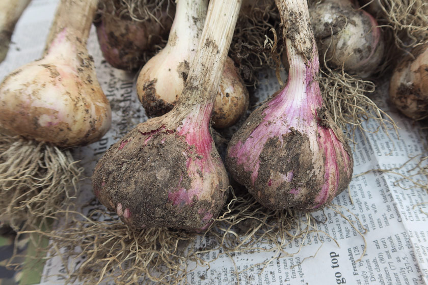 Garlic with pink tinge