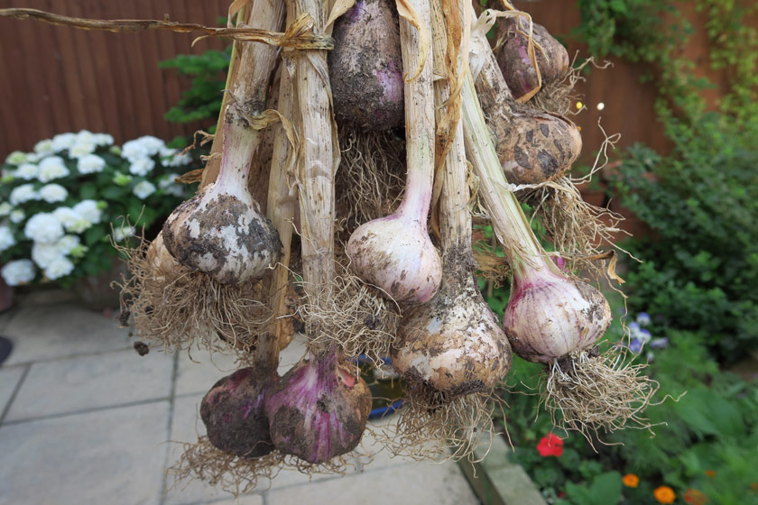 Handful of garlic plants
