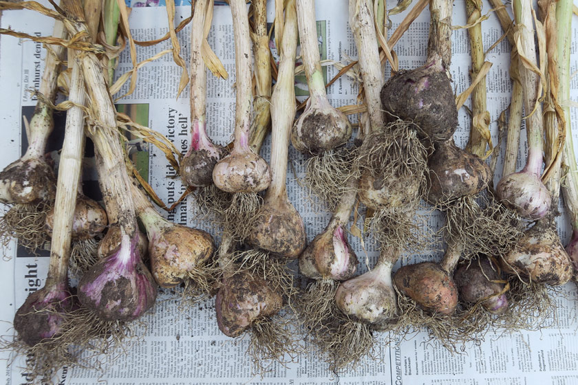 Varying colour of garlic bulbs
