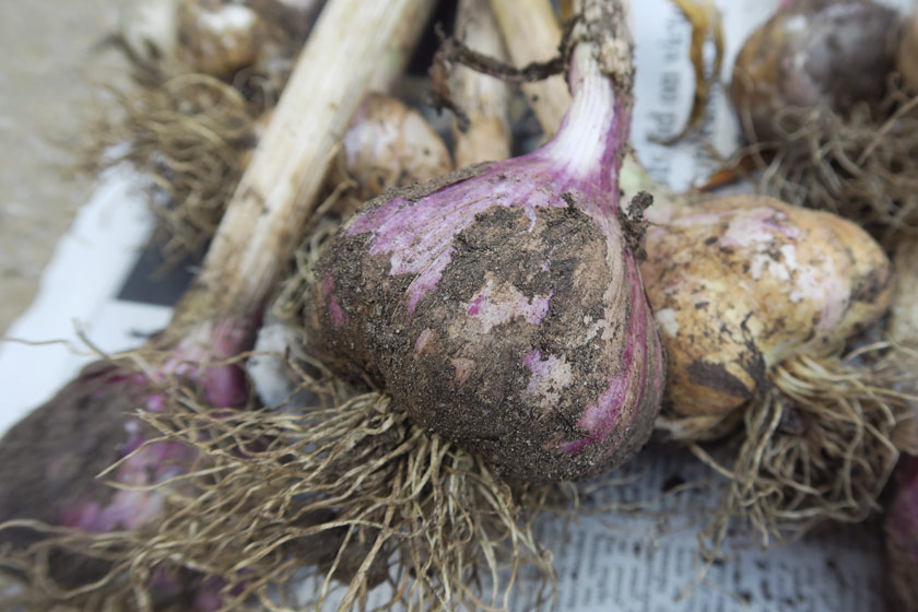 Close up garlic with pink skin