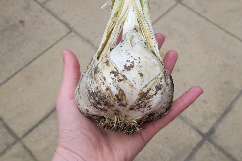Giant garlic bulb in hand
