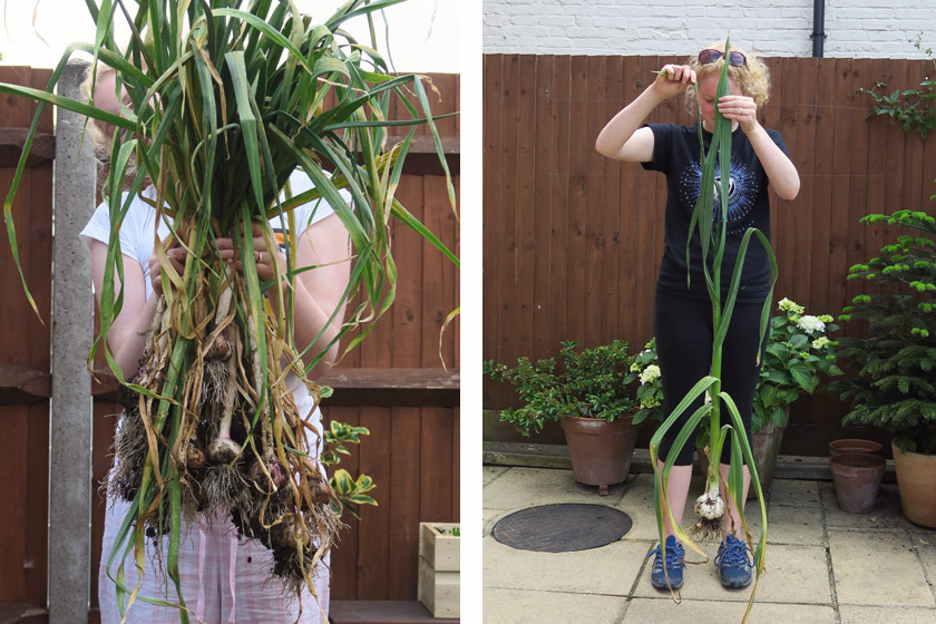 Handfuls of garlic cloves