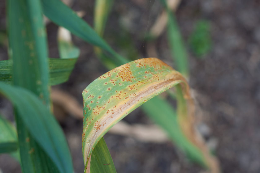 Orange speckles on leaves