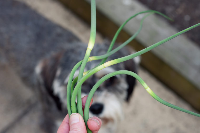 Young garlic flowers