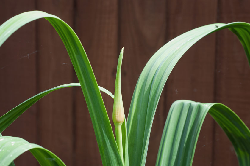 Garlic scape on plant
