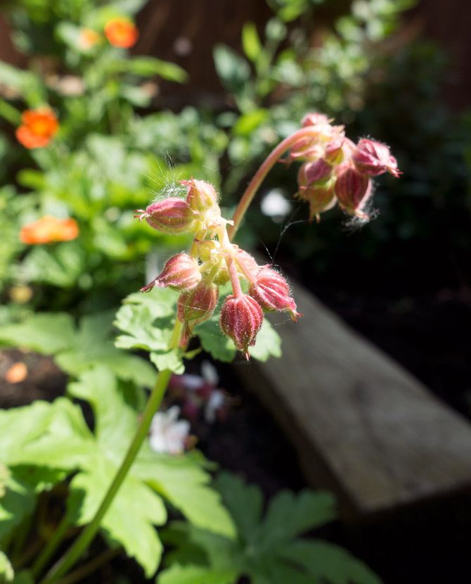 Pink geranium bud