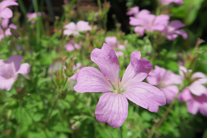 Pink geranium petals