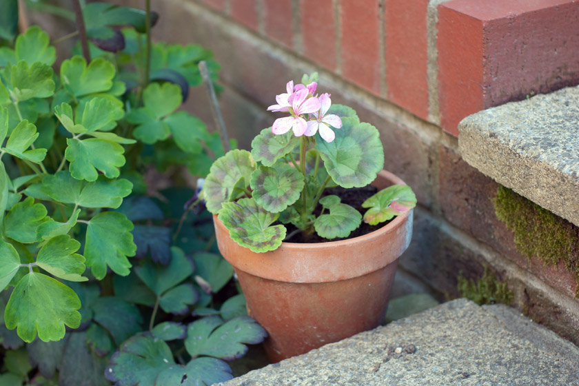 Geranium in terracotta pot