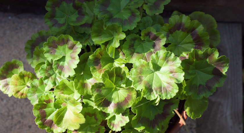Sun on geranium leaves