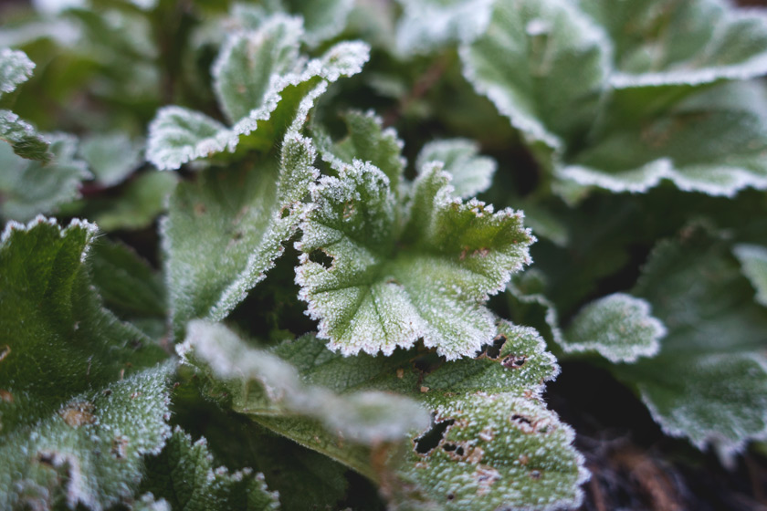 Frozen green leaves