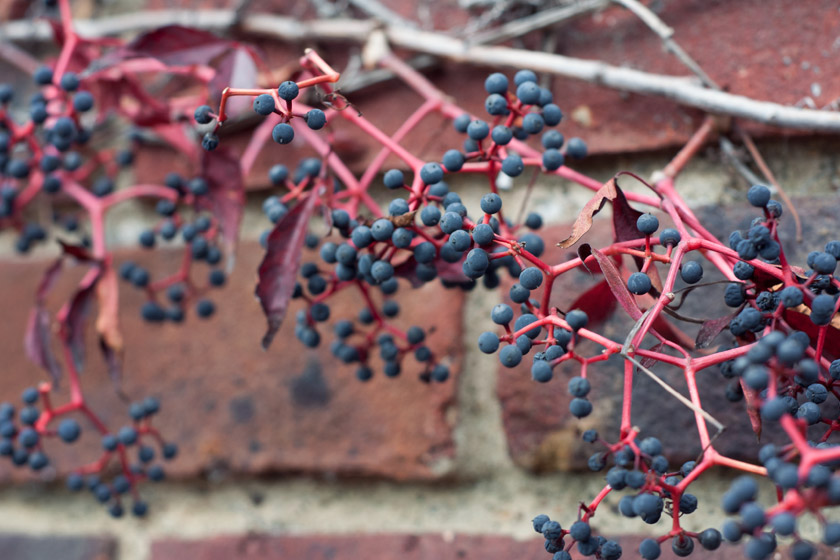 Black berries on wall