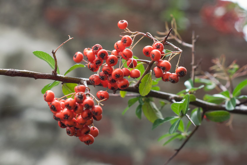 Red berries on tree