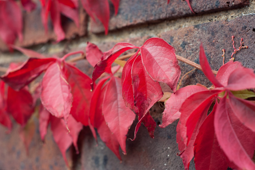 Red leaves on wall