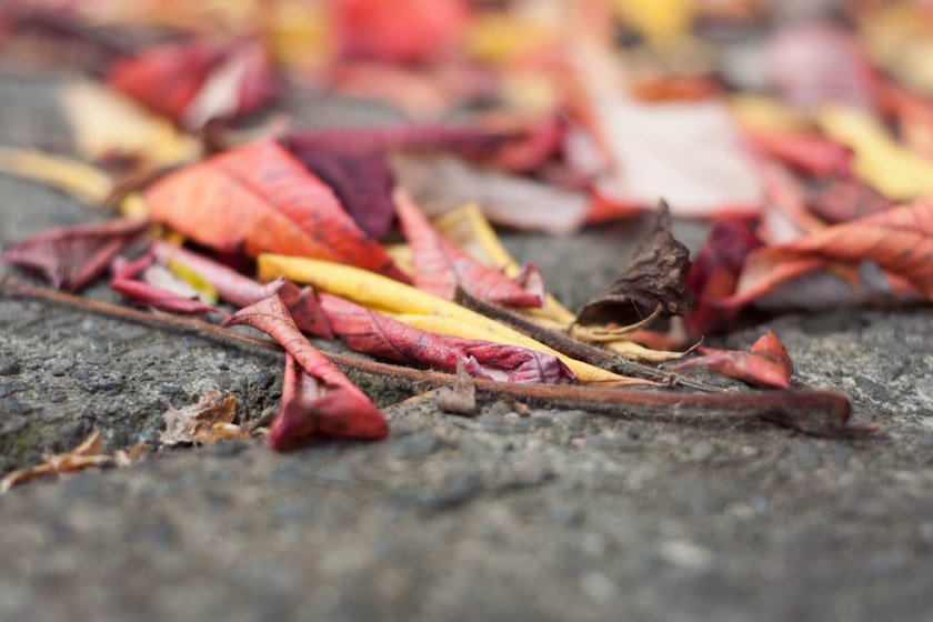 Red, orange and yellow leaves