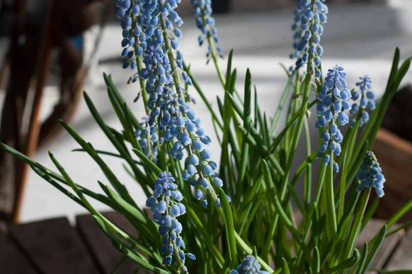 Grape hyacinth in the sun