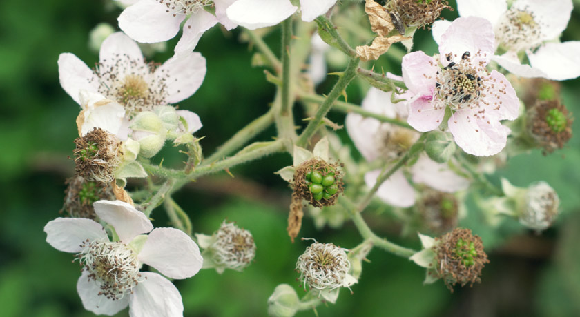 Green blackberries