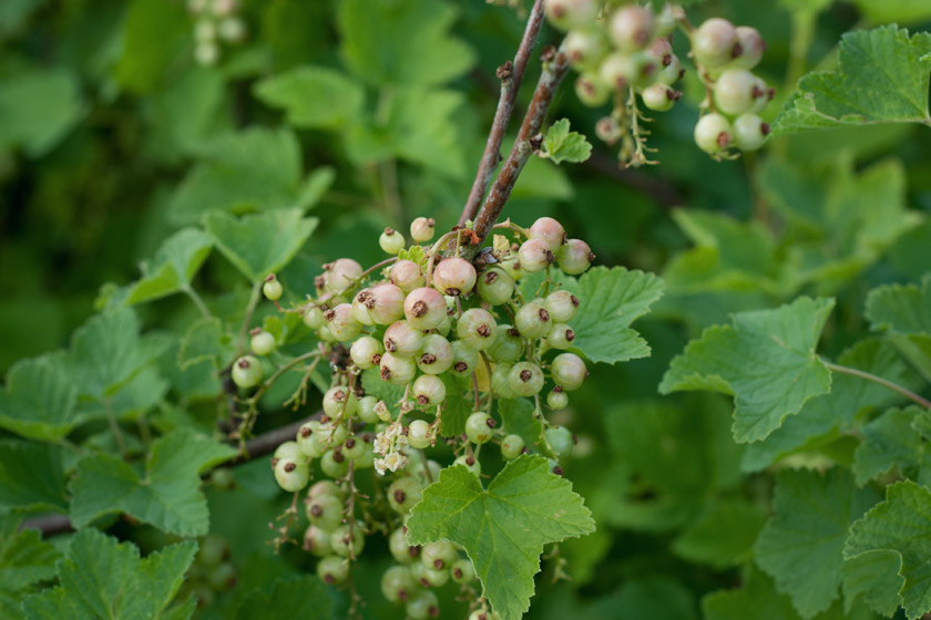 Unripe, green blackcurrants
