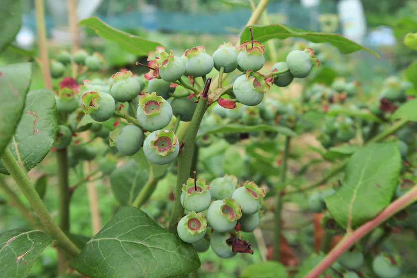 Green, unripe blueberries
