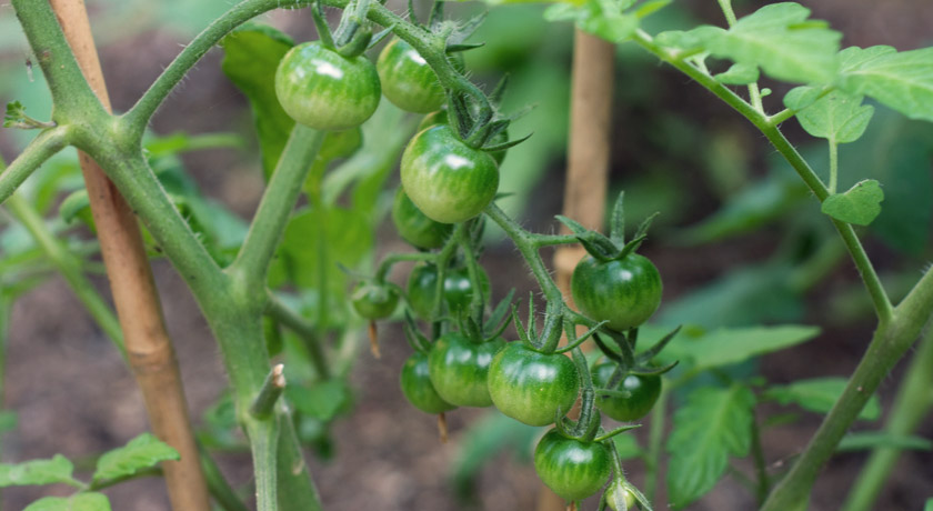 Green cherry tomatoes on a vine