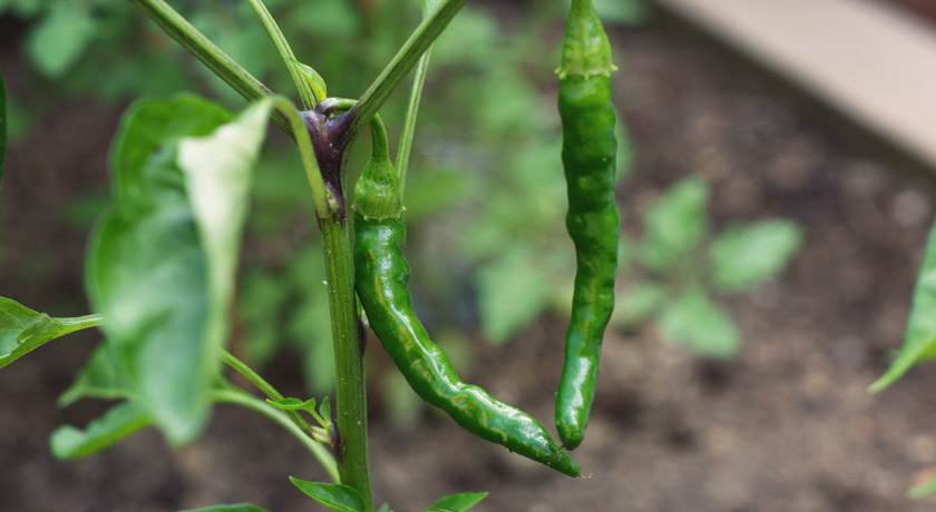 Green chillies