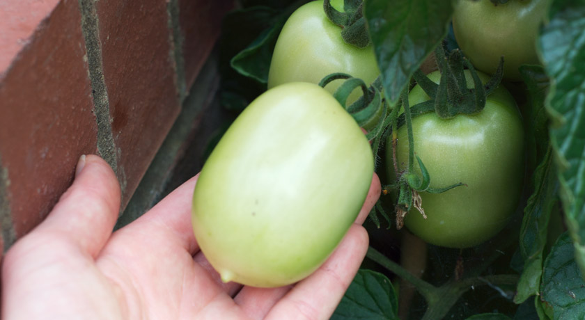 Green plum tomato
