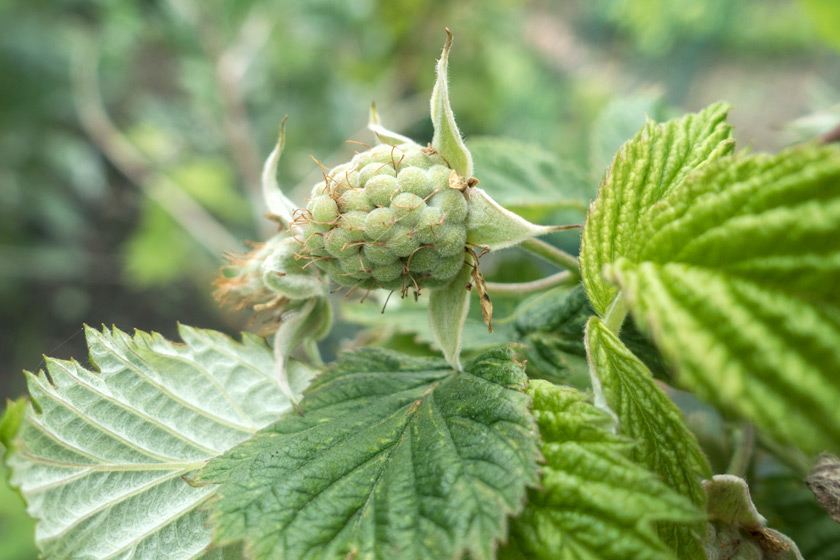 Green raspberry