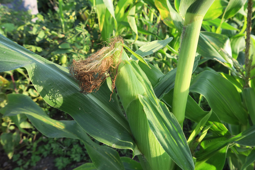 Sweetcorn on plant