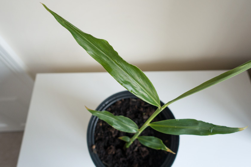 Ginger plant in pot