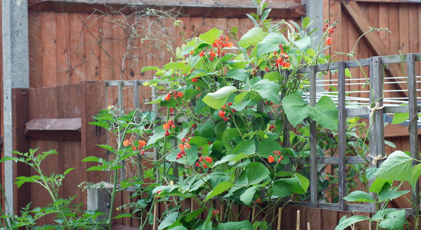 Mass of runner beans