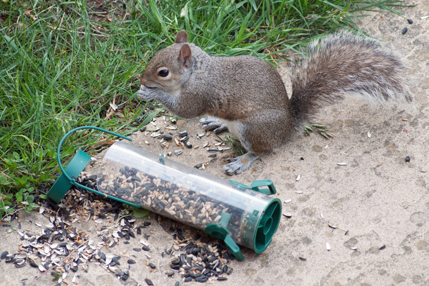 Squirrel eating bird seed