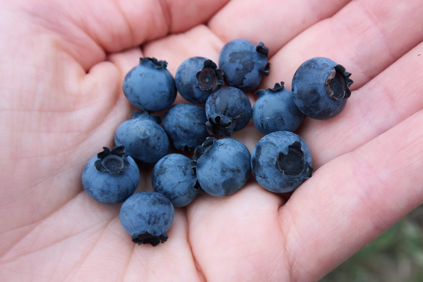 Handful of blueberries