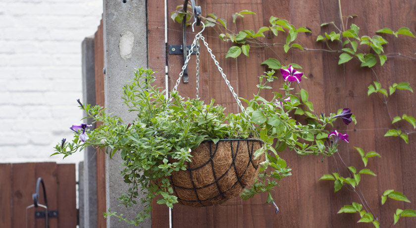 Hanging basket with flowers