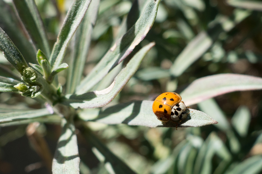 Orange and white ladybird
