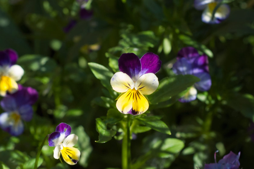 Purple and yellow heartsease