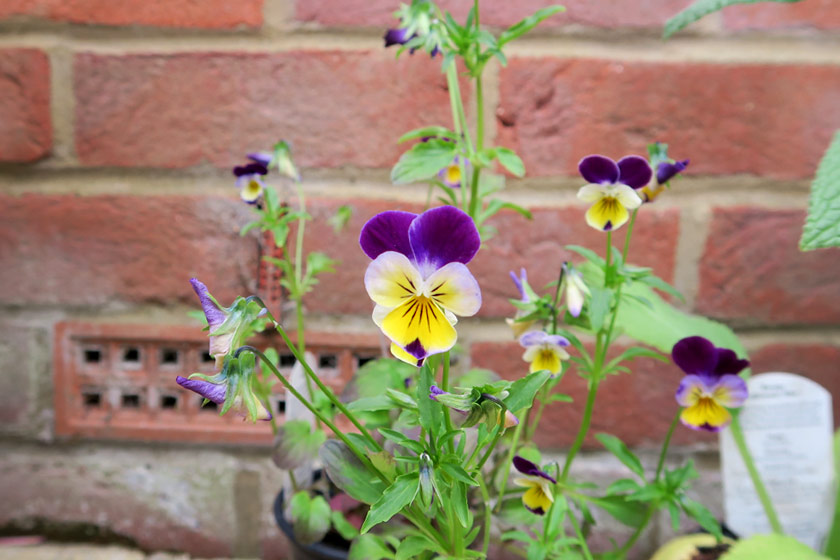 Purple and yellow flowers