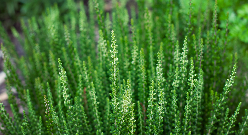 Tips of heather plants