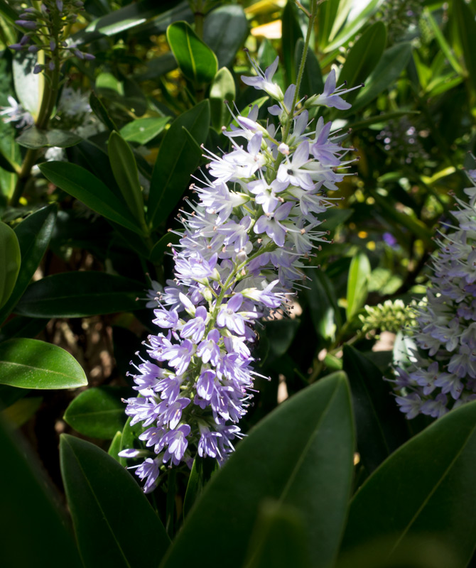 Purple hebe flowers