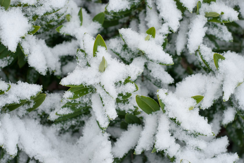 Bright green shrub leaves in snow