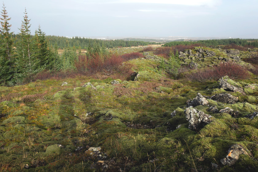 Moss covering ground