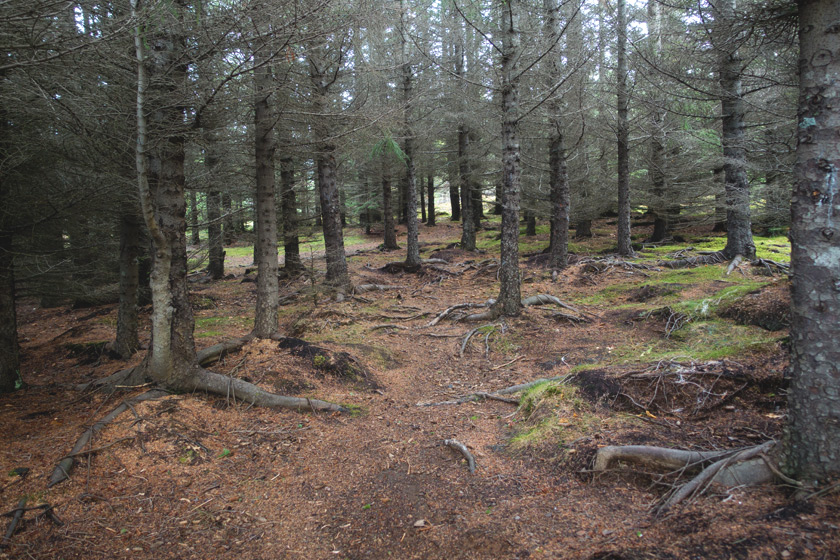 Trees in forest