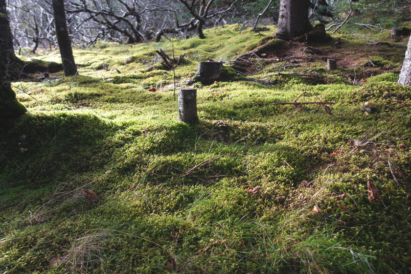 Trees on moss