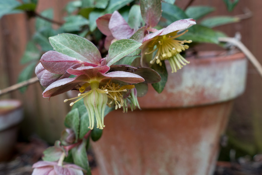 Dusky pink hellebore