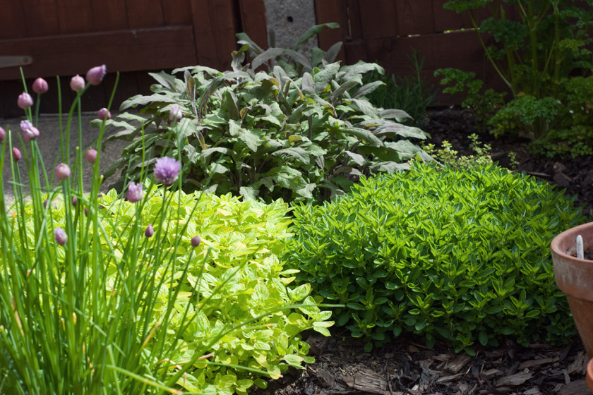 Herbs in the sun