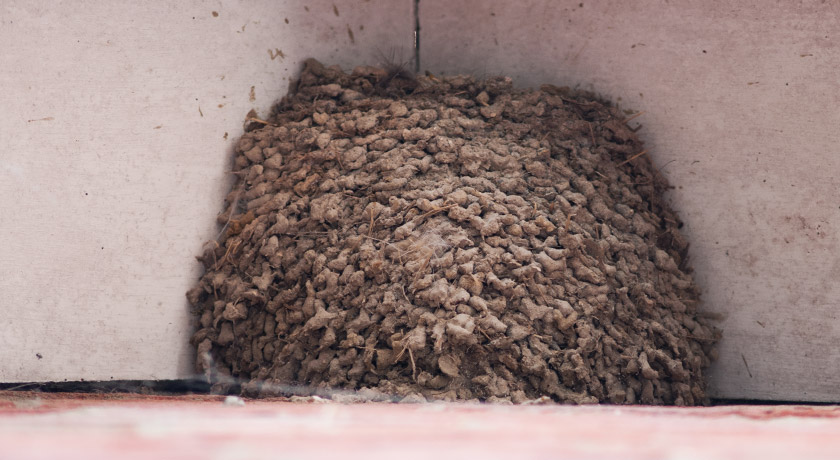 House martin nest on roof