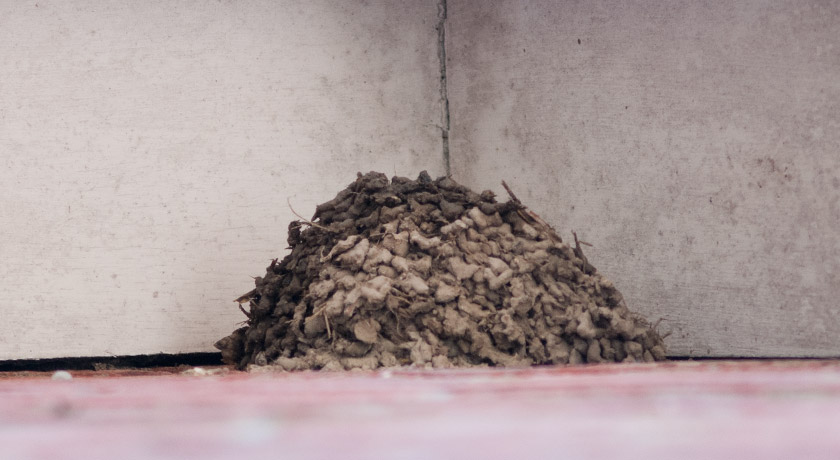 Incomplete house martin nest