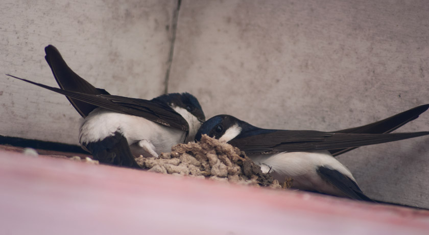 House martins building nest