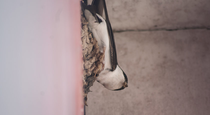 House martin on wall