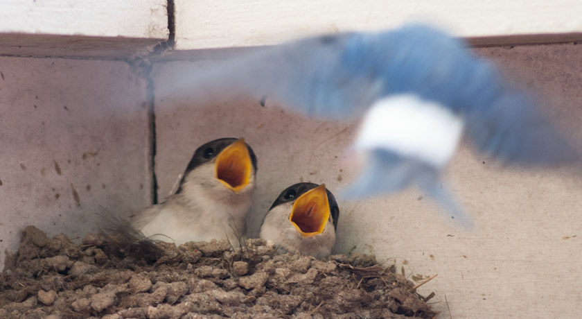 Young house martins with open mouths